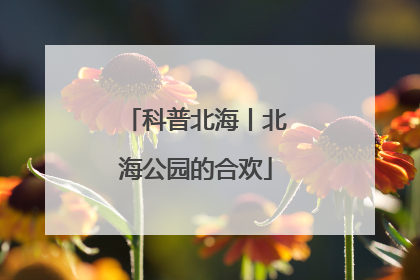 科普北海丨北海公园的合欢