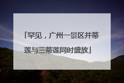 罕见，广州一景区并蒂莲与三蒂莲同时盛放