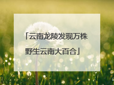 云南龙陵发现万株野生云南大百合