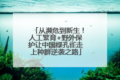 从濒危到新生！人工繁育+野外保护让中国绿孔雀走上种群逆袭之路