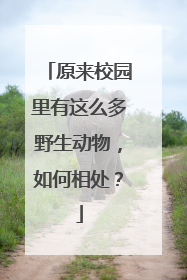 原来校园里有这么多野生动物，如何相处？
