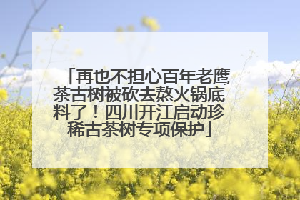 再也不担心百年老鹰茶古树被砍去熬火锅底料了！四川开江启动珍稀古茶树专项保护