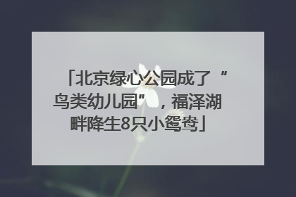 北京绿心公园成了“鸟类幼儿园”，福泽湖畔降生8只小鸳鸯
