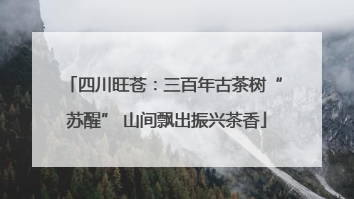 四川旺苍：三百年古茶树“苏醒” 山间飘出振兴茶香