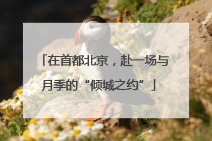 在首都北京，赴一场与月季的“倾城之约”