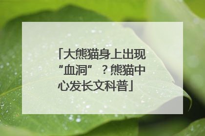 大熊猫身上出现“血洞”？熊猫中心发长文科普