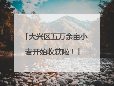 大兴区五万余亩小麦开始收获啦！