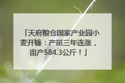 天府粮仓国家产业园小麦开镰：产量三年连涨，亩产584.3公斤！