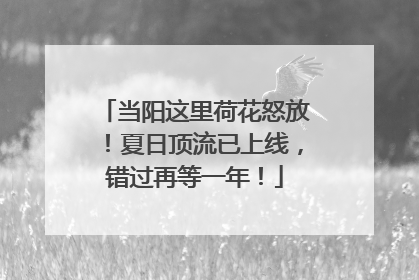 当阳这里荷花怒放！夏日顶流已上线，错过再等一年！