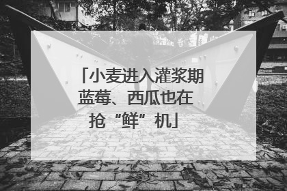 小麦进入灌浆期 蓝莓、西瓜也在抢“鲜”机