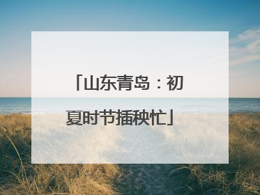 山东青岛：初夏时节插秧忙
