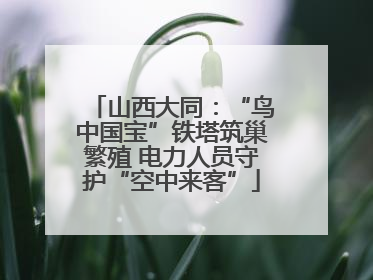 山西大同：“鸟中国宝”铁塔筑巢繁殖 电力人员守护“空中来客”