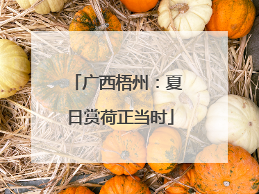 广西梧州：夏日赏荷正当时
