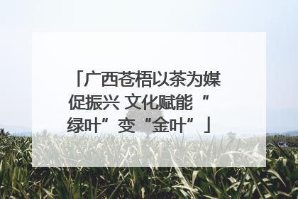 广西苍梧以茶为媒促振兴 文化赋能“绿叶”变“金叶”