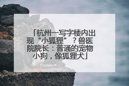杭州一写字楼内出现“小狐狸”？兽医院院长：普通的宠物小狗，像狐狸犬