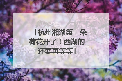 杭州湘湖第一朵荷花开了！西湖的还要再等等