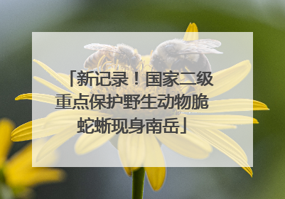 新记录！国家二级重点保护野生动物脆蛇蜥现身南岳