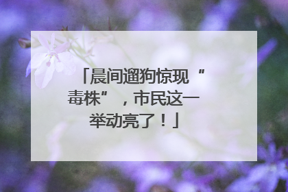 晨间遛狗惊现“毒株”，市民这一举动亮了！