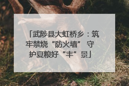 武陟县大虹桥乡：筑牢禁烧“防火墙” 守护夏粮好“丰”景