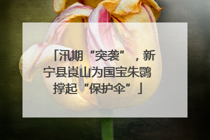 汛期“突袭”，新宁县崀山为国宝朱鹮撑起“保护伞”