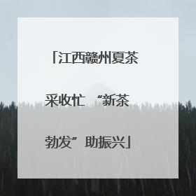 江西赣州夏茶采收忙 “新茶勃发”助振兴