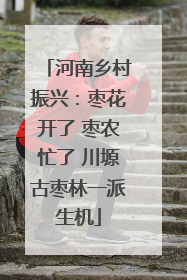 河南乡村振兴：枣花开了 枣农忙了 川塬古枣林一派生机