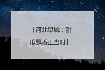 河北阜城：甜瓜飘香正当时