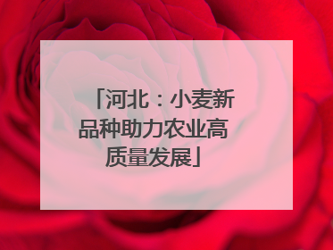 河北：小麦新品种助力农业高质量发展