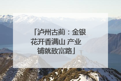 泸州古蔺：金银花开香满山 产业铺就致富路