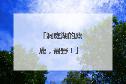 洞庭湖的麋鹿，最野！