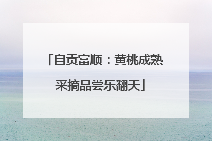自贡富顺：黄桃成熟 采摘品尝乐翻天