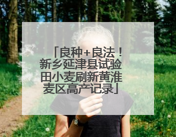 良种+良法！新乡延津县试验田小麦刷新黄淮麦区高产记录