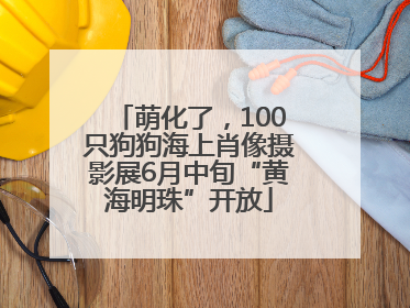 萌化了，100只狗狗海上肖像摄影展6月中旬“黄海明珠”开放