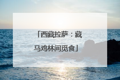西藏拉萨：藏马鸡林间觅食