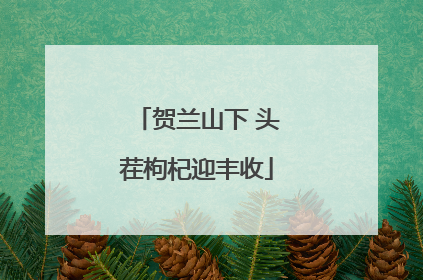 贺兰山下 头茬枸杞迎丰收