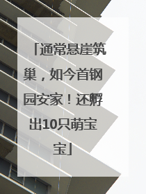 通常悬崖筑巢，如今首钢园安家！还孵出10只萌宝宝