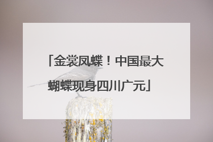 金裳凤蝶！中国最大蝴蝶现身四川广元