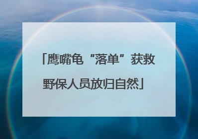鹰嘴龟“落单”获救 野保人员放归自然