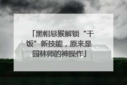 黑帽悬猴解锁“干饭”新技能，原来是园林师的神操作